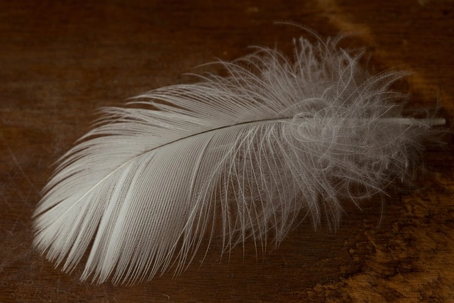 Plume blanche illustrant le garnissage naturel dans l’entretien couette